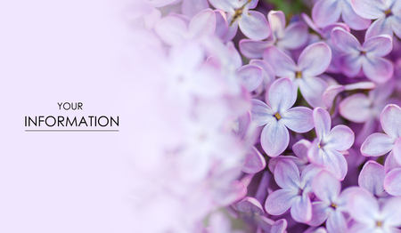 Flowers lilac macro photo garden pattern blurred backgroundの写真素材