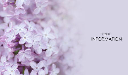 Flowers lilac macro photo garden pattern blurred backgroundの写真素材
