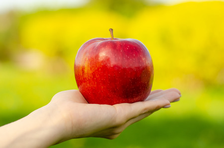Apple in hand leaves trees green sun nature blur backgroundの写真素材
