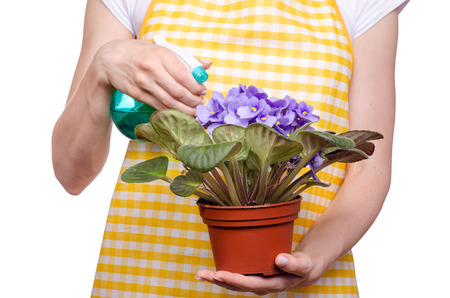 Woman in apron in hands plant in pot violet and pulverizer on white background isolationの写真素材