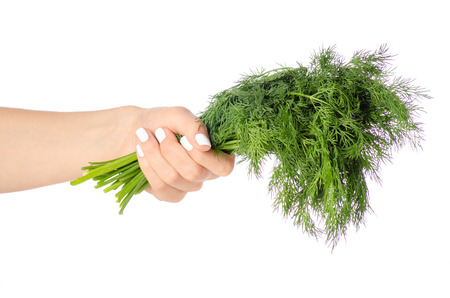 Dill in hand on white background isolationの写真素材