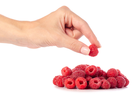 Raspberries in hand on a white background isolationの写真素材