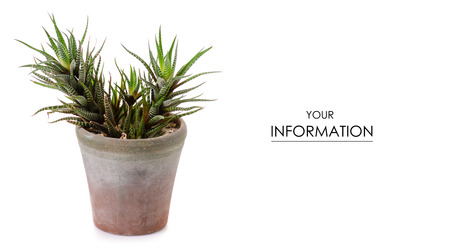 Pot with plant leaves pattern on white background isolationの写真素材