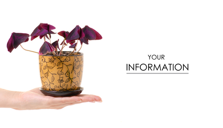 Pot with plant red leaves in hands pattern on white background isolationの写真素材