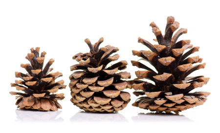 Cones brown forest on white background isolationの写真素材
