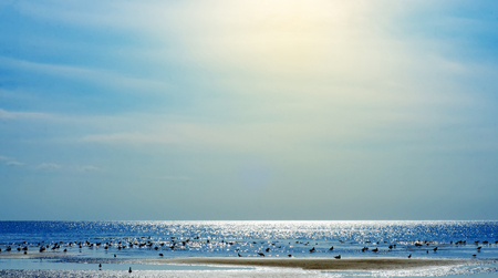 Sea  seagull sun water sky nature backgroundの写真素材