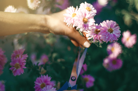 Woman gardener cutting flowers plant gardening using scissors, nature sunの写真素材
