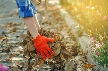 Woman gardener cleans leaves in the garden, sun nature autumnの写真素材