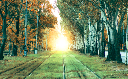 Railway track between the trees with the sun at the end of the roadの写真素材
