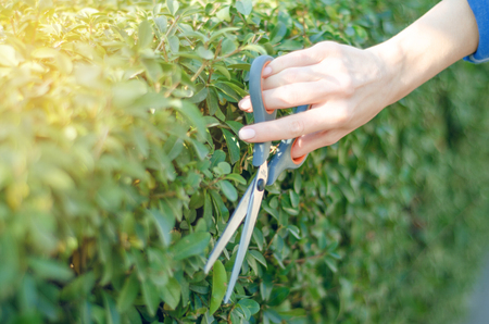 Woman gardener cutting bushes gardening nature greenの写真素材