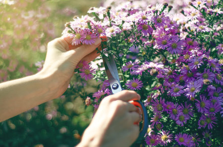 Woman gardener cutting flowers plant gardening using scissors, nature sun