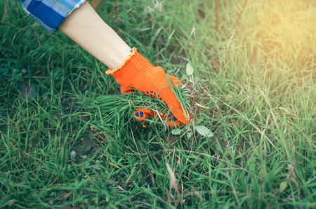 Gardening woman gardener in gloves in the garden tearing grass, sun greenの写真素材