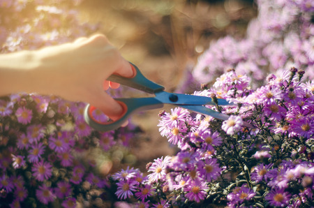 Woman gardener cutting flowers plant gardening using scissors, nature sunの写真素材