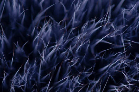 Blue black fur macro villus texture detail nature on blur background