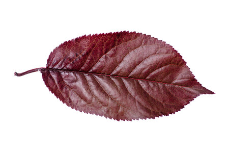 Red leaf nature