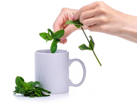 Cup with fresh green mint in handの写真素材