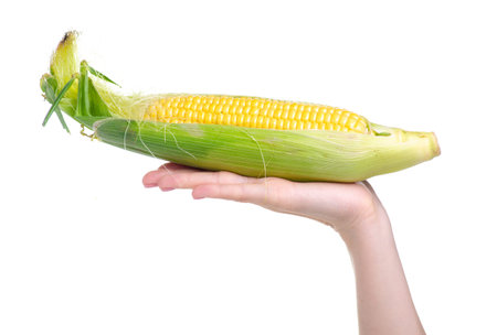 Corn fresh food in hand