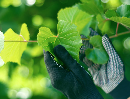 Woman working in gardening, grape leaf nature sun