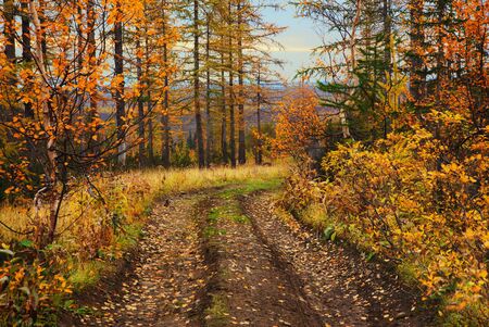 Gold wayの写真素材