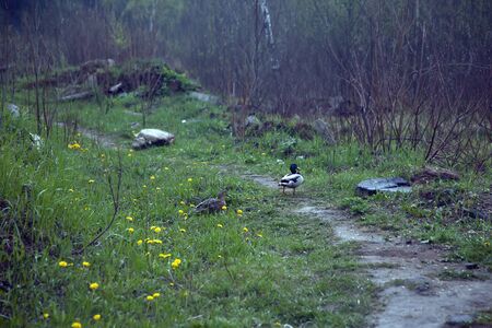 Duck family with duck chicks. Moscow park 2020.の写真素材