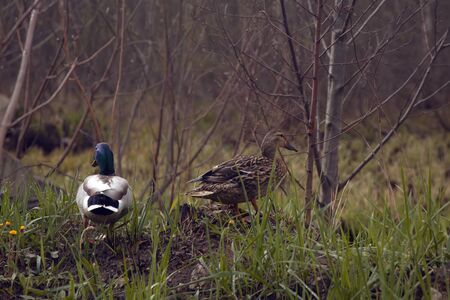 Duck family with duck chicks. Moscow park 2020.の写真素材