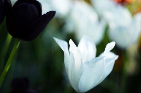 Tulip. Beautiful bouquet of tulips. colorful tulips. tulips in spring, colorful tulipsの写真素材