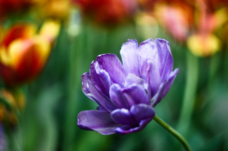 Beautiful purple tulips in the spring garden. Selective focus.の写真素材