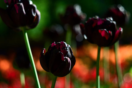 tulips. a bulbous spring-flowering plant of the lily family, with boldly colored cup-shaped flowers.の写真素材