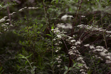 Wildflowers in the forest in summer. Selective focus.