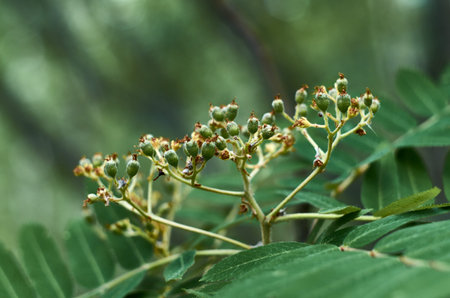 Ripening rowan fruits closeup. The rowan tree has recently faded and berries are forming on it