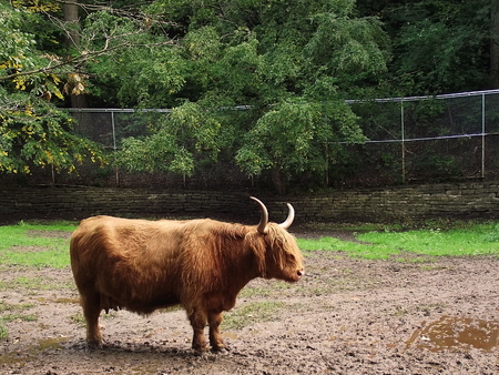 Small brown animal domestic yak is standing, outdoor closeup portrait,の写真素材