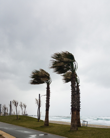 Strong wind blows from the sea and bends palms on the coastの写真素材