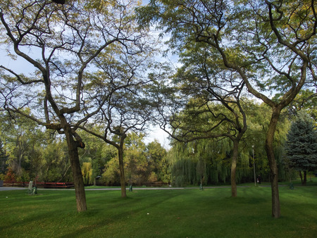 Autumn, Variety Colors of Leaves on trees in Toronto Island Natural Park, Ontario, Canadaの写真素材