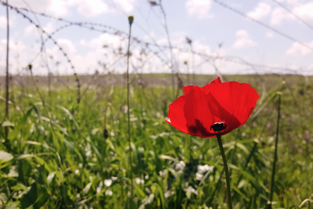 Red flower on the background of barbed wire. Abstract concept fallen warrior in the warの写真素材