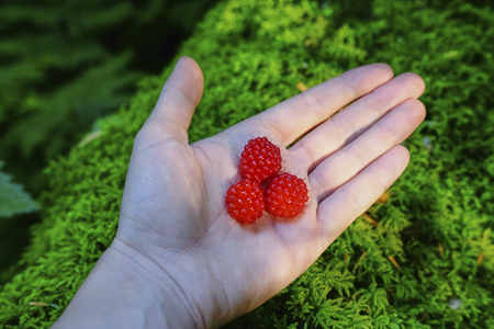 Scarlet Raspberries on palm of hand. Rubus crataegifolius, or Korean raspberry. Green background. POVの写真素材