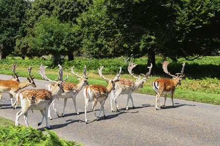 Herd spotted deers cross road. Countryside forest park in UKの写真素材