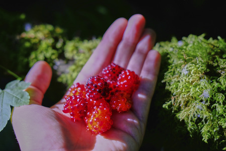 Scarlet Raspberries on palm of hand. Rubus crataegifolius, or Korean raspberry. Green background. POVの写真素材
