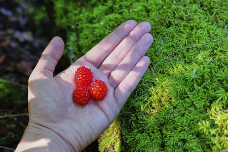 Scarlet Raspberries on palm of hand. Rubus crataegifolius, or Korean raspberry. Green background. POVの写真素材