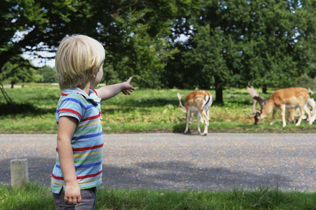 Little boy pointing his finger at herd of grazing spotted deerの写真素材