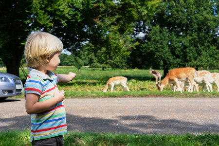 Little boy pointing his finger at herd of grazing spotted deerの写真素材