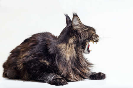 Striped, angry cat Maine Coon hisses and shows teeth on a white background.の写真素材