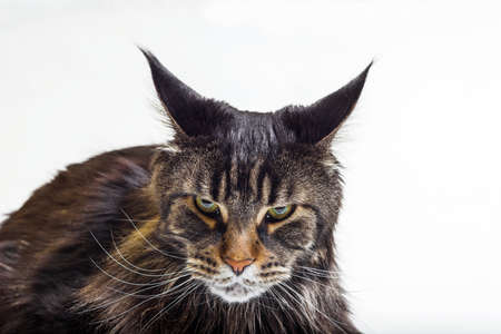 Close-up portrait of an angry Maine Coon cat on a white background.の写真素材