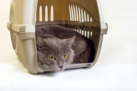 A gray cat is lying in a cargo box for transporting animals waiting for a trip.の写真素材