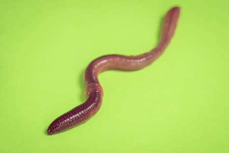 A magnificent fat earthworm crawls across the green background. Close-up, macro, selective focus.の写真素材