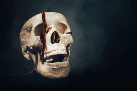 A creepy human skull in smoke with worms in its eye sockets.の写真素材