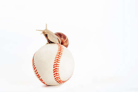 A horned snail sits on a baseball isolated on a whiteの写真素材