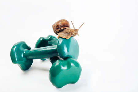 A horned snail sits on fitness dumbbells. Isolated on a white background. High quality photoの写真素材