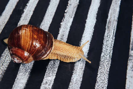 A horned snail crawls on a pedestrian Zebra.の写真素材