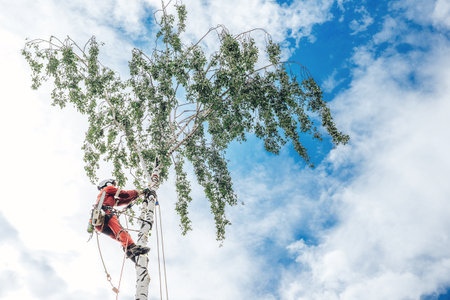 Arborist man cutting a branches with chainsaw and throw on a ground. The worker with helmet working at height on the trees. Lumberjack working with chainsaw during a nice sunny day.の写真素材