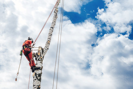 Arborist man cutting a branches with chainsaw and throw on a ground. The worker with helmet working at height on the trees. Lumberjack working with chainsaw during a nice sunny day.の写真素材